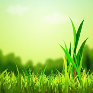 Como a Produção Sustentável das Plantas Pode Reverter a Degradação Ambiental