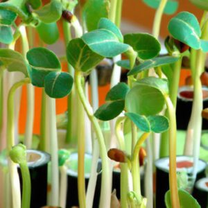 Produção Sustentável das Plantas: Uma Alternativa Viável à Agricultura Convencional