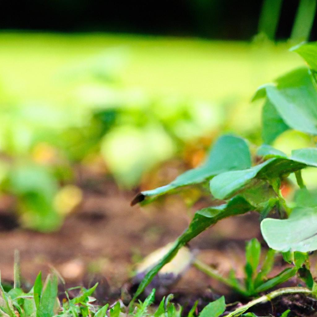 Estratégias Práticas para Implementar a Agricultura Regenerativa