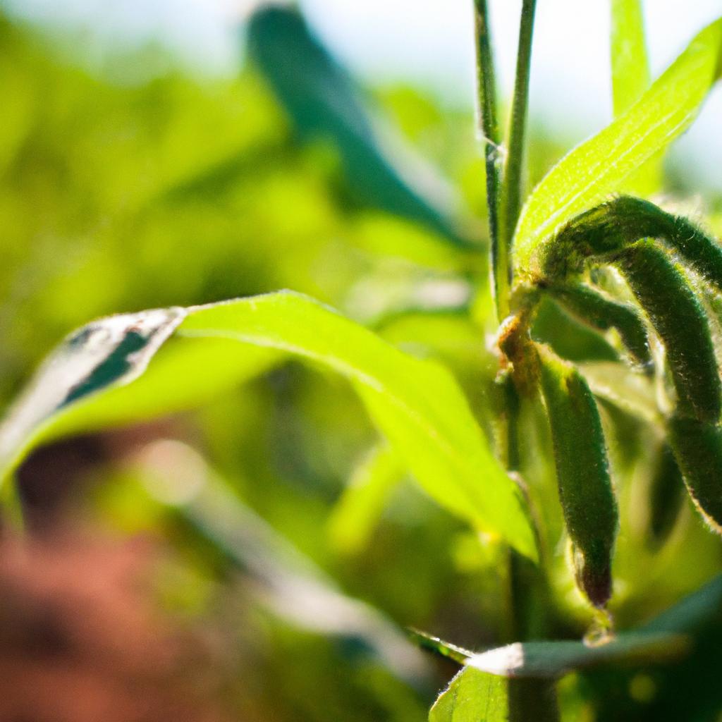 Mudanças Necessárias na Prática Agrícola Convencional